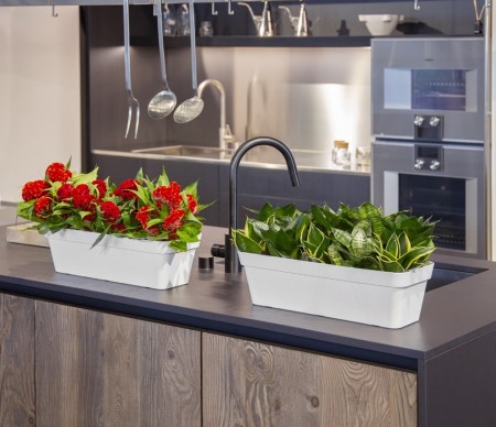 Humidifier l'air: plantes dépolluantes